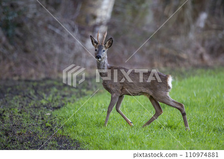 Male roe deer (Capreolus capreolus) Male roe deer (Capreolus capreolus) 110974881