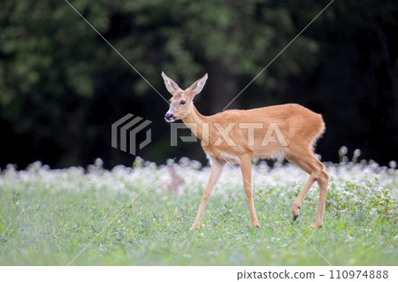 Female roe deer (Capreolus capreolus) in a field with buckwheat 110974888