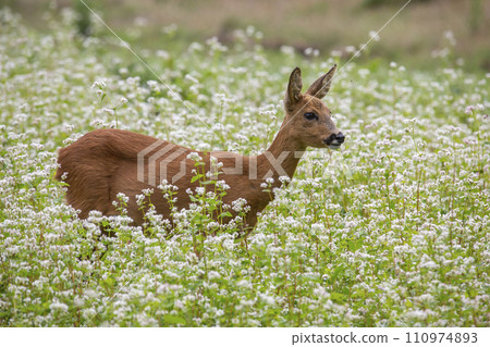 Female roe deer (Capreolus capreolus) in a field with buckwheat Female roe deer (Capreolus capreolus) in a field with buckwheat 110974893