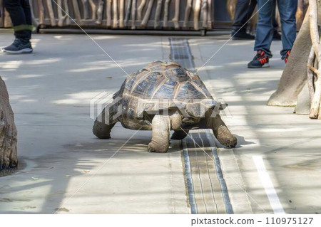 Aldabra giant tortoise walking around the park Kobe Animal Kingdom Kobe City, Hyogo Prefecture 110975127