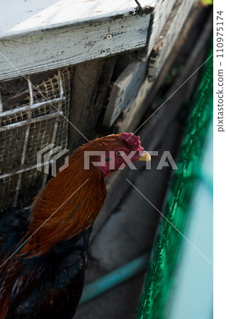 Landscape with chickens 110975174