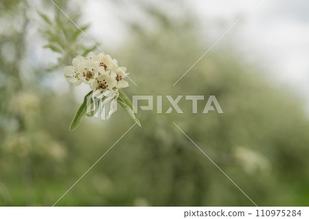 Willow leaf pear blossom in spring 110975284