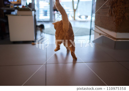 A little kitten plays with an interactive handmade toy. Cardboard box with holes 110975358