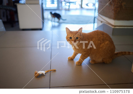 A little kitten plays with an interactive handmade toy. Cardboard box with holes A little kitten plays with an interactive handmade toy. Cardboard box with holes 110975378