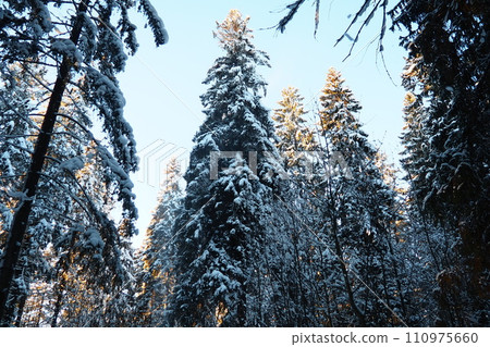 Spruce Picea is a coniferous evergreen tree of the Pine family Pinaceae. Evergreen trees. Common spruce, or Norway spruce Picea abies is widespread in northern Europe. Snowy winter coniferous forest. Spruce Picea is a coniferous evergreen tree of the Pine family Pinaceae. Evergreen trees. Common spruce, or Norway spruce Picea abies is widespread in northern Europe. Snowy winter coniferous forest. 110975660