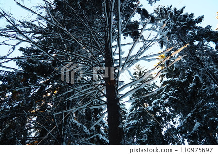 Spruce Picea is a coniferous evergreen tree of the Pine family Pinaceae. Evergreen trees. Common spruce, or Norway spruce Picea abies is widespread in northern Europe. Snowy winter coniferous forest. 110975697