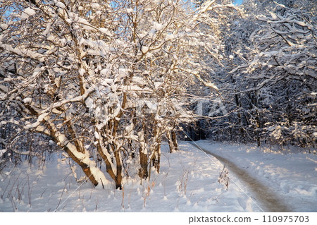 Mixed taiga forest in winter in clear frosty weather after heavy snowfall. Air temperature - 27 degrees Celsius. Flora of Karelia. A walk through the icy frozen forest. Tree branches. Polar climate 110975703