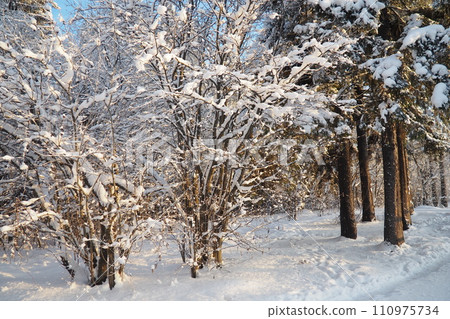Mixed taiga forest in winter in clear frosty weather after heavy snowfall. Air temperature - 27 degrees Celsius. Flora of Karelia. A walk through the icy frozen forest. Tree branches. Polar climate 110975734