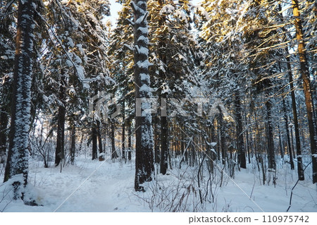 Spruce Picea is a coniferous evergreen tree of the Pine family Pinaceae. Evergreen trees. Common spruce, or Norway spruce Picea abies is widespread in northern Europe. Snowy winter coniferous forest. 110975742