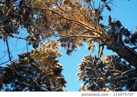 Spruce Picea is a coniferous evergreen tree of the Pine family Pinaceae. Evergreen trees. Common spruce, or Norway spruce Picea abies is widespread in northern Europe. Snowy winter coniferous forest. 110975797