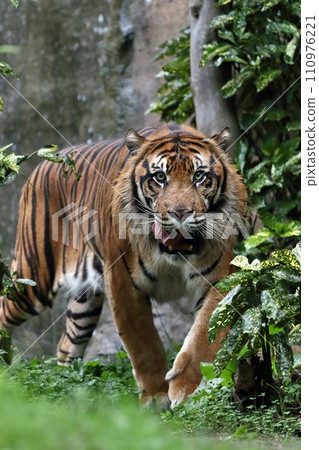 蘇門答臘虎伸出舌頭走 110976221