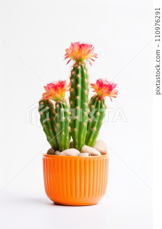 Blooming cactus in ceramic pot isolated on white background. Potted plant Blooming cactus in ceramic pot isolated on white background. Potted plant 110976291