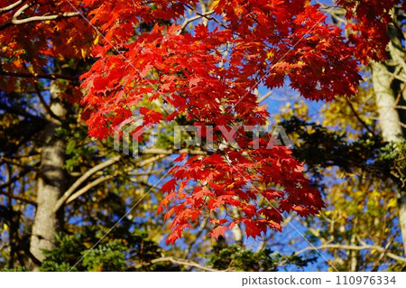Autumn leaves at Eniwadake trailhead Autumn leaves at Eniwadake trailhead 110976334