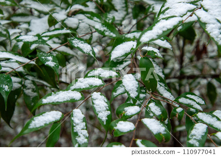 說謊在葉子的雪 說謊在葉子的雪 110977041