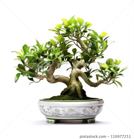 Ficus microcarpa ginseng tree in a ceramic pot. Bonsai isolated on white background. 110977251