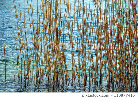 Yellowed reed plants on the banks of a Lake Traunsee. Sunny day. Winter. Yellowed reed plants on the banks of a Lake Traunsee. Sunny day. Winter. 110977410