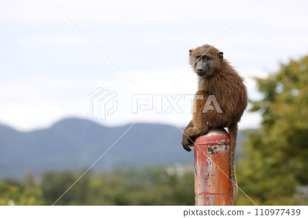 Baby Anubis baboon climbs onto a pole and stares 110977439