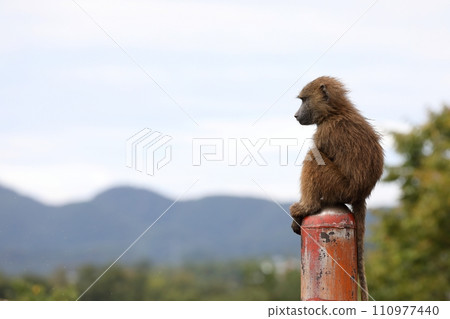 Baby Anubis baboon sitting on a pole 110977440