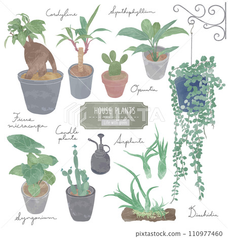 Foliage plant  110977460