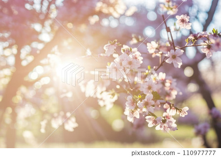Beautiful blooming sakura tree branches. Spring nature. Pink flowers macro. Bright sunny weather. Beautiful blooming sakura tree branches. Spring nature. Pink flowers macro. Bright sunny weather. 110977777