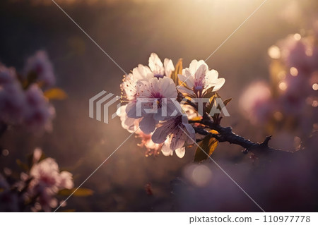 Blooming sakura tree branches. Spring nature. Pink flowers macro. Soft morning light. Blooming sakura tree branches. Spring nature. Pink flowers macro. Soft morning light. 110977778