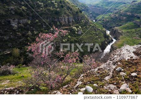 Panoramic view of Aksu canyon with a river in rocks in spring in Kazakhstan Panoramic view of Aksu canyon with a river in rocks in spring in Kazakhstan 110977867