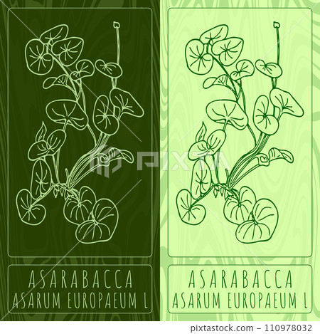 Vector drawings ASARABACCA. Hand drawn illustration. Latin name ASARUM EUROPAEUM L. Vector drawings ASARABACCA. Hand drawn illustration. Latin name ASARUM EUROPAEUM L. 110978032