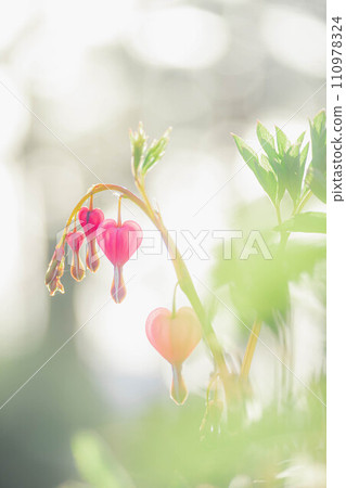 春天的花朵 春天的花朵 110978324