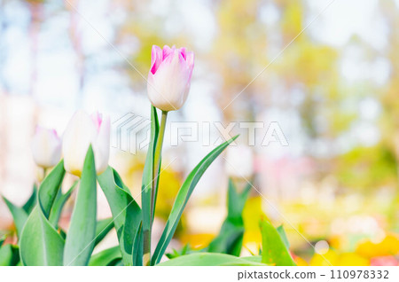 Spring flowers tulip Spring flowers tulip 110978332