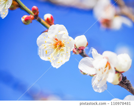 White plum blossoms close up against blue sky 110978481