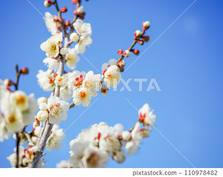 White plum blossoms close up against blue sky 110978482