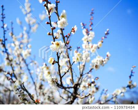 白梅花緊貼藍天 110978484