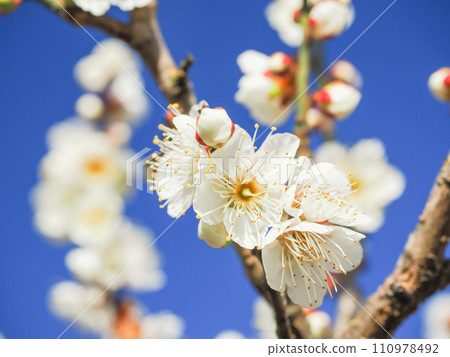 白梅花緊貼藍天 白梅花緊貼藍天 110978492