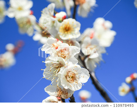 白梅花緊貼藍天 白梅花緊貼藍天 110978493