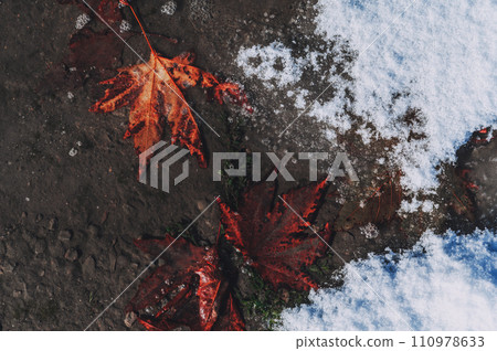autumn orange maple leaf on asphalt frozen in ice in the first snow in winter autumn orange maple leaf on asphalt frozen in ice in the first snow in winter 110978633