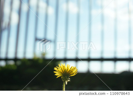Dandelion looking through the lattice Dandelion looking through the lattice 110978643