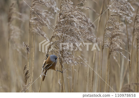 Male Bearded Tit Male Bearded Tit 110978658