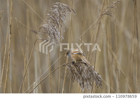 Male Bearded Tit 110978659