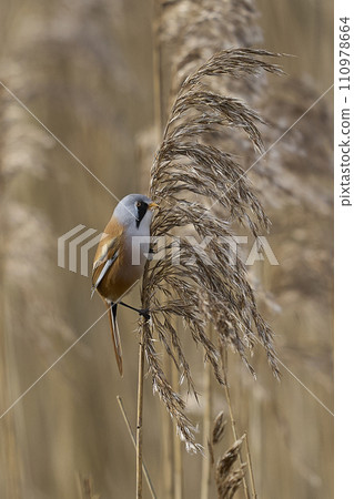 Male Bearded Tit 110978664
