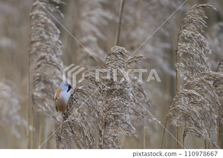 Male Bearded Tit 110978667