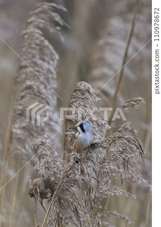 Male Bearded Tit 110978672