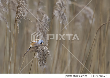 Male Bearded Tit Male Bearded Tit 110978678