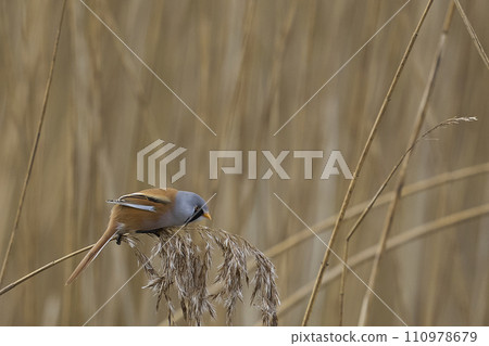 Male Bearded Tit 110978679