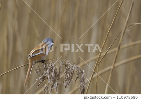Male Bearded Tit 110978680