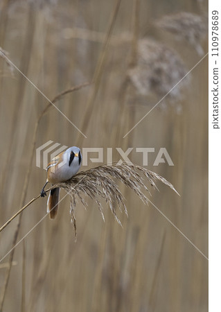 Male Bearded Tit 110978689