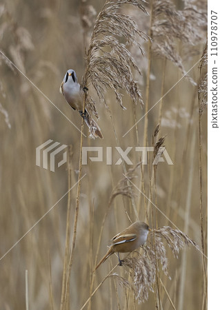 Pair of Bearded Tit  110978707