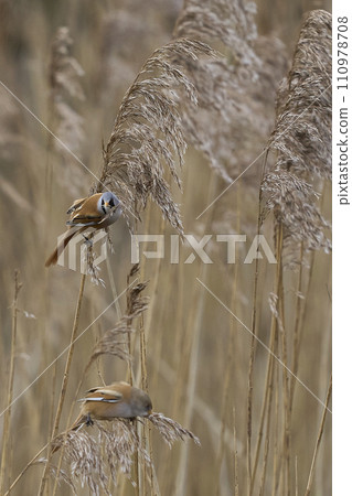 Pair of Bearded Tit  110978708