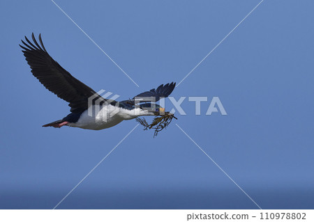 Imperial Shag in flight Imperial Shag in flight 110978802
