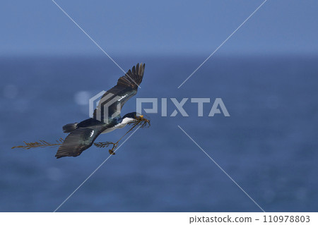 Imperial Shag in flight 110978803
