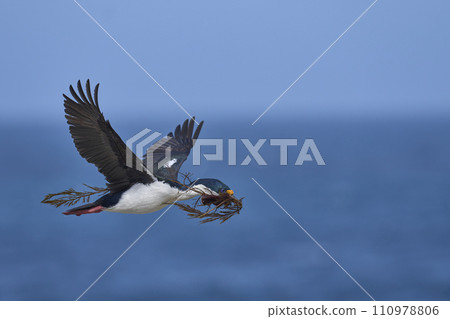 Imperial Shag in flight 110978806